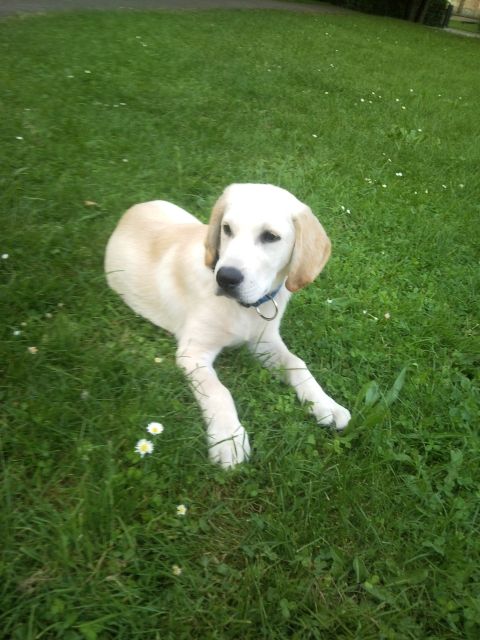 Labradorwelpe 4 Monate männchen blond zu verkaufen - Rassehunde Labrador - Wertingen