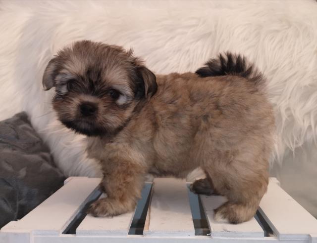  Schönes Bolonka Zwetna Welpen - Rassehunde Bolonka Zwetna - Markgröningen