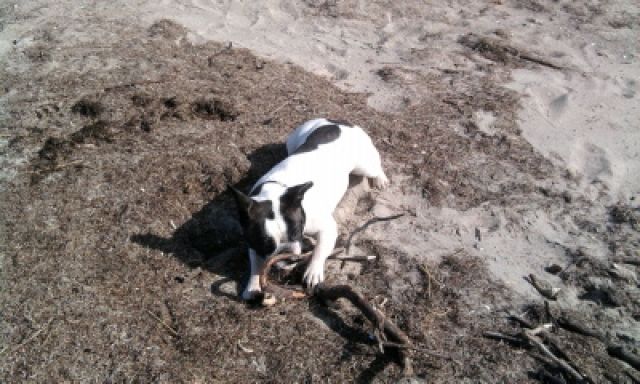 2,5 jährige franz. Bulldogge aus Zeitmangel abzugeben - Rassehunde Franzoesische Bulldogge - Greifswald