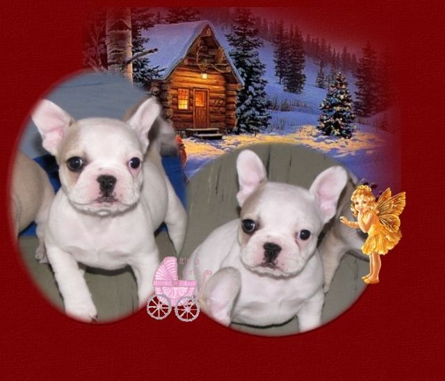 Französische Bulldoggen Hündin Aurelia - Rassehunde Franzoesische Bulldogge - ulrichstein