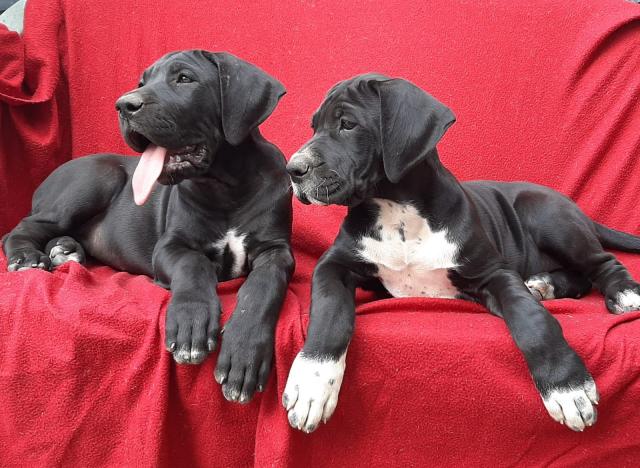 Deutsche Doggen Welpen  - Rassehunde Dogge - Starkenberg 