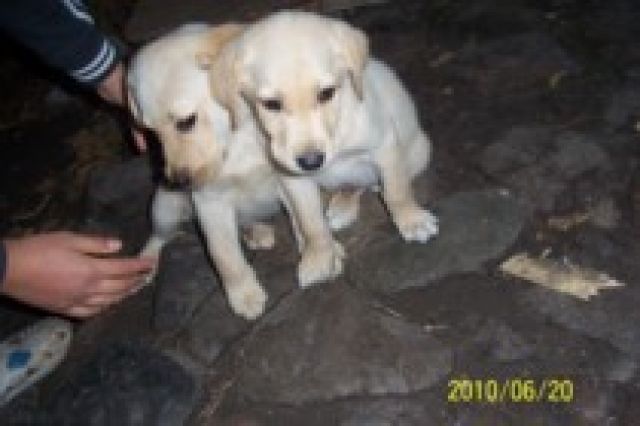 Reinrassige labradorwelpe  dringend abzugeben !! - Rassehunde Labrador - berlin