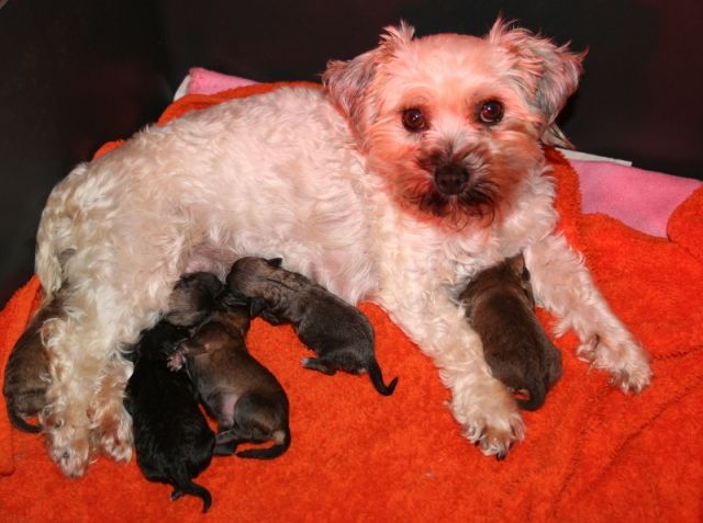 Bezaubernde Bolonka Zwetna Welpen - Rassehunde Bolonka Zwetna - Ober-Ramstadt