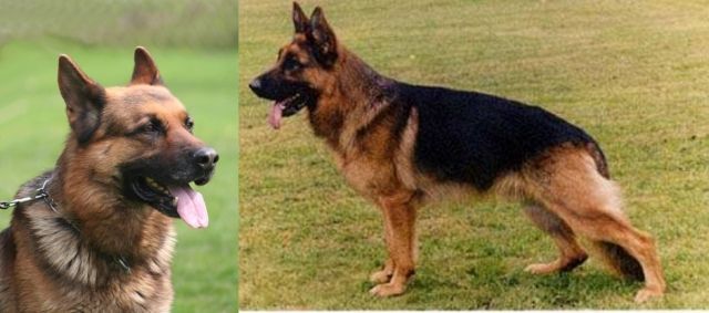 D e c k e m p f e h l u n g  Schäferhund Kkl.: 1Lbz,  ZB:  V,  A - normal, SchH - Deckanzeigen - Großlittgen