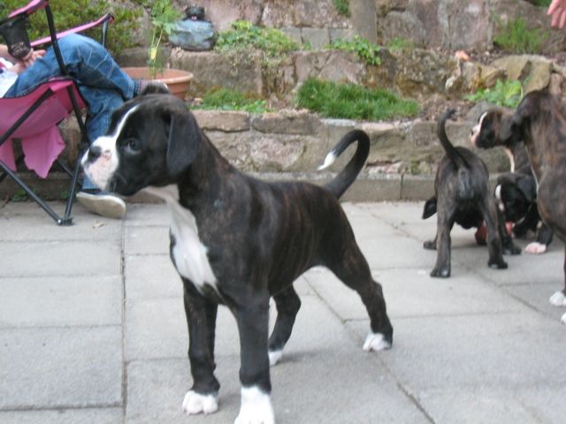 Dunkelgestromte Boxerhündin, mit Weiß, WT: 29.05.10 - Rassehunde Boxer - Kirchhain