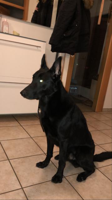 Männlicher belgischer Schäferhund zum decken - Deckanzeigen - Münster