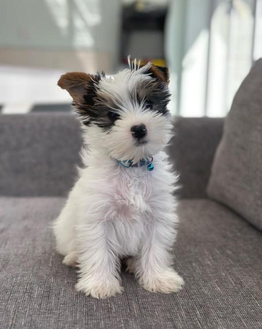 Bezaubernder Biewer Yorkshire Terrier Welpe sucht neues Zuhause. - Rassehunde Terrier - Gummersbach