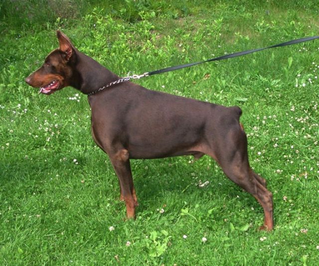 Dobermann Welpen mit Papieren  - Rassehunde Dobermann - Ammersbek
