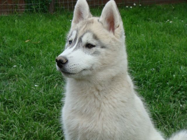 Wunderschöner Siberian Husky Welpe Rüde aus FCI / DCNH/ VDH-Zucht abzugeben - Rassehunde Husky - Penzberg