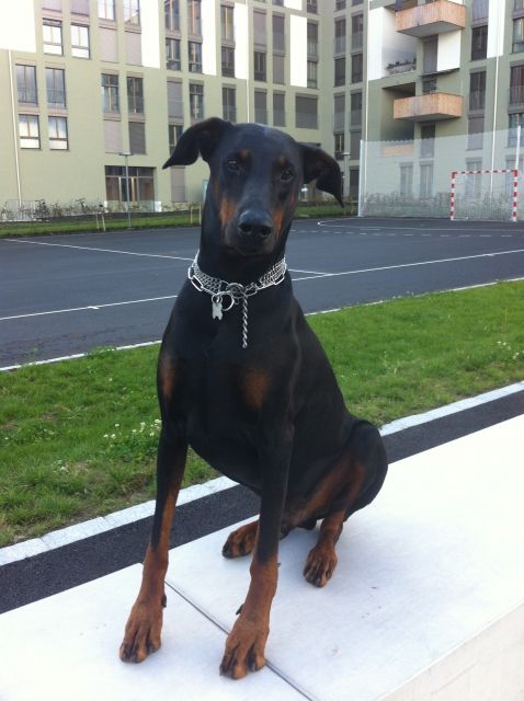Dobermann Rüde mit super Charakter sucht ebenwürdiges Zuhause  - Rassehunde Dobermann - Zuerich