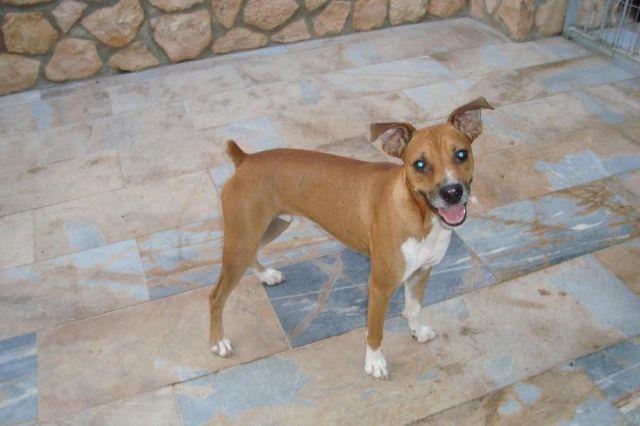 Junger, sportlicher Hund sucht dringend ein Zuhause - Mischlinge - Dortmund