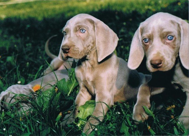 Weimaraner Welpen 10 Wochen alt direkt vom Züchter - Rassehunde Weimaraner - Delitzsch