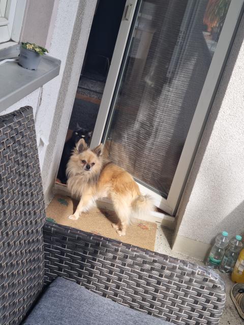 DECKRÜDE Langhaar chihuahua  - Rassehunde Chihuahua - Oberhausen 