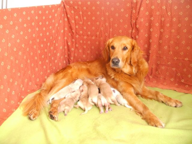 8 Golden Retriever Welpen  - Rassehunde Golden Retriever - Hebertshausen