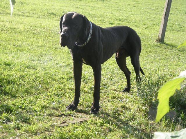 Deutscher Doggenrüde Attila - Deckanzeigen - Reichenbach/Vogtland