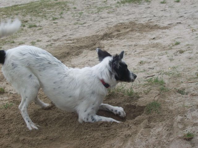 Junge Border-Colli Hündin schnell zur Familie zu geben - Rassehunde Collie - Gückingen