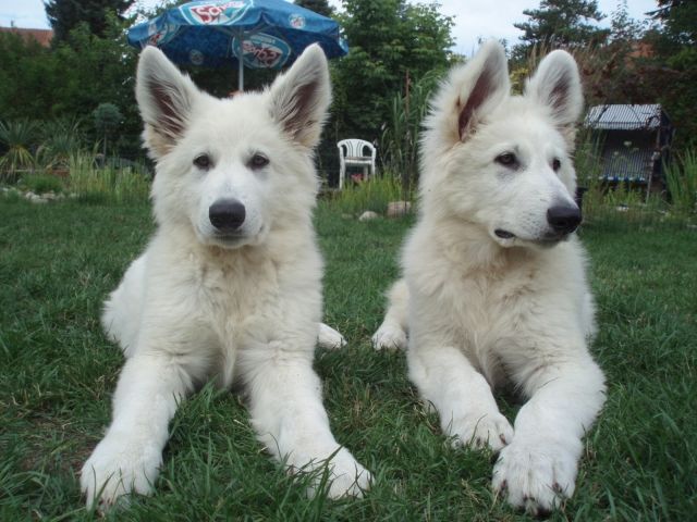 Weiße Schäferhund Welpen  of White Night (2012) - Rassehunde Weisser Schweizer Schaeferhund - Verden