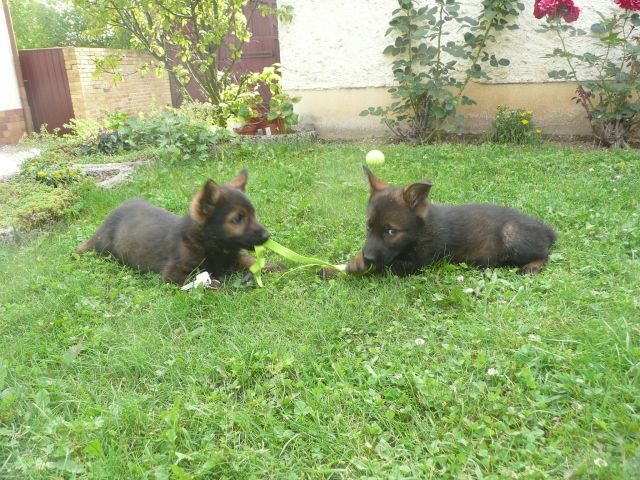 Schäferhundwelpen, DDR-Linie - Rassehunde Schaeferhund - Schmieritz