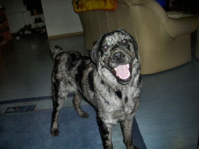 Bildhübscher Aussi-Labrador Mix  - Mischlinge - Oerlenbach