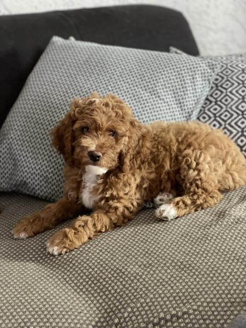 Lagotto-Zwergpudel - Mischlinge - Straubing 