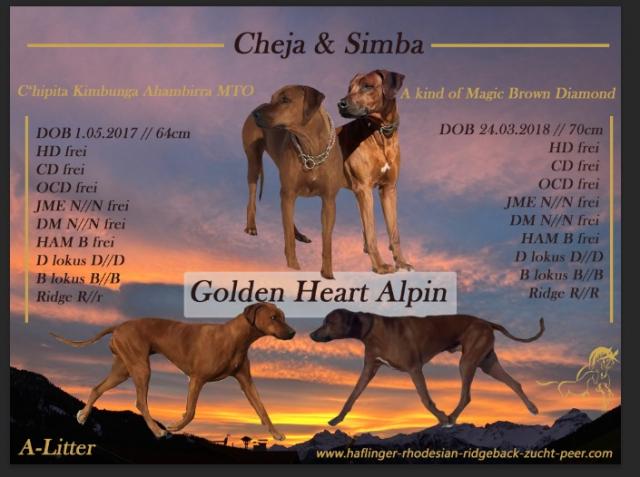 Rhodesian Ridgeback Welpen  - Hunde Zubehoer - Navis 