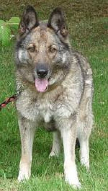 Anouka freundlich verschmust sucht Menschen mit etwas Erfahrung - Mischlinge - Freiburg im Breisgau