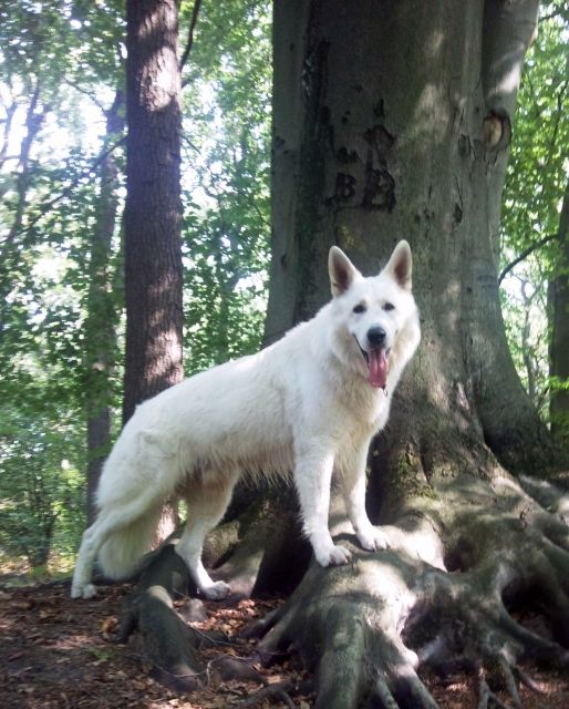 Weißer Schäferhundrüde hat noch Decktermine frei! - Deckanzeigen - Fröndenberg