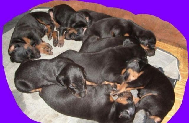  schön Dobermann  - Rassehunde Dobermann - Hainburg an der donau