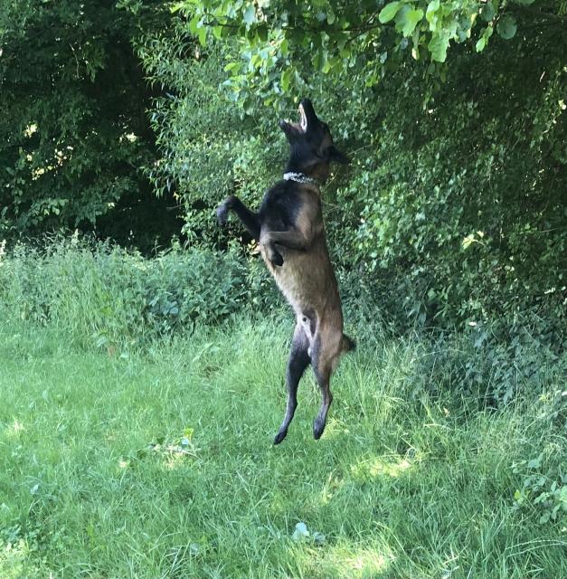 Malinois Deckrüde  - Deckanzeigen - Steinau an der Straße