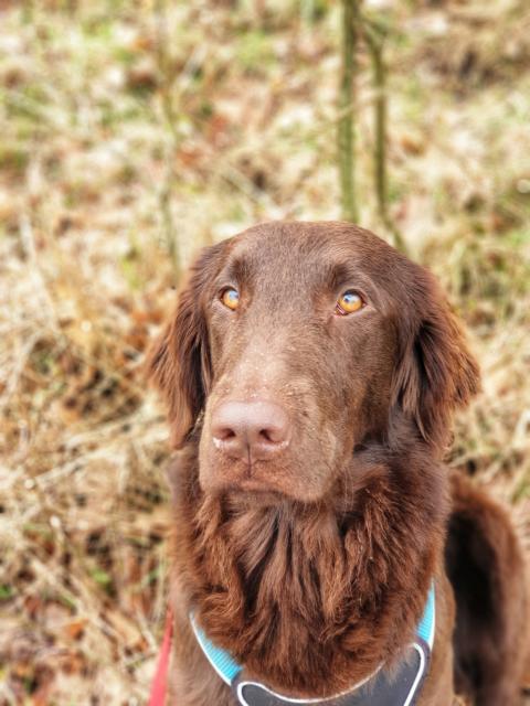 Wurfplanung Flat Coated Retriever im Herbst 2023 - Rassehunde Golden Retriever - Tangerhütte OT Weißewarte