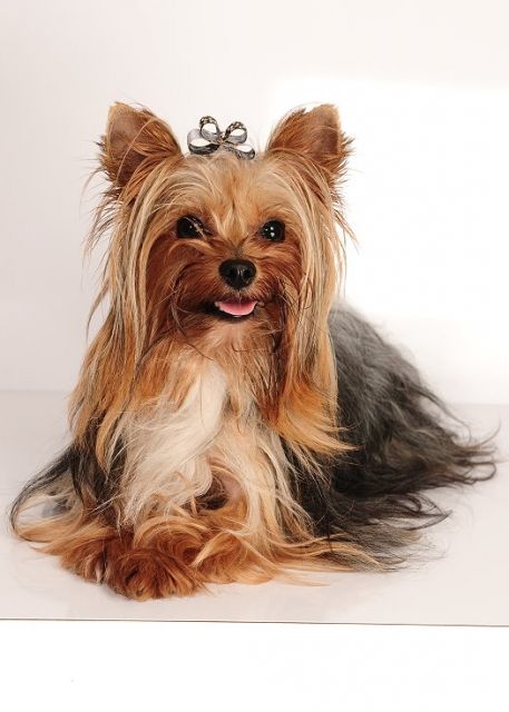 Yorkshire Terrier super mini Deckrüde black and tan sucht - Deckanzeigen - Stolberg
