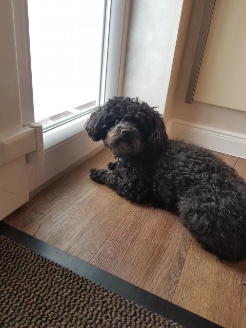 Deckrüde Bolonka Zwetna,kein Verkauf  - Hunde Zubehoer - Dinklage