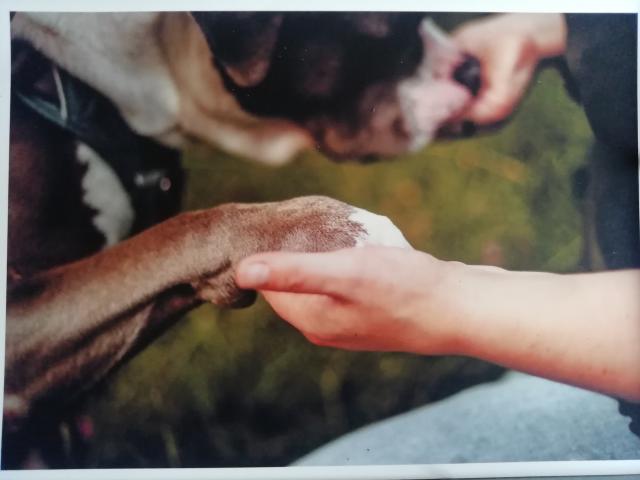 Hundeschule PawtnerLiebe - Hundeschulen - Gotha