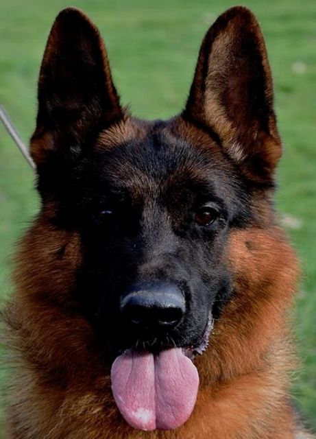 Traumhafte Schäferhundhündin 10 Monate aus V! Eltern zu verkaufen! - Rassehunde Schaeferhund - Oelsnitz/e.