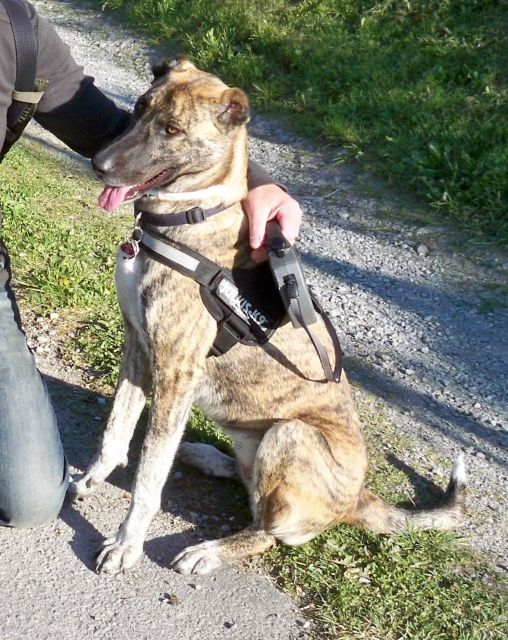 Milet - liebe, sportliche Hündin sucht nettes Zuhause! - Mischlinge - Altensteig