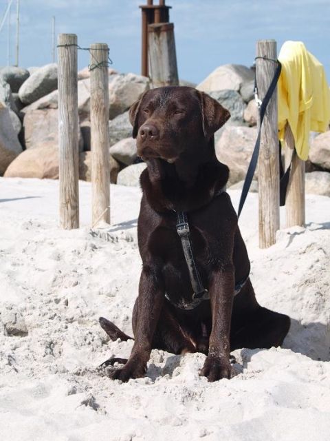 Deckrüde Anton schokobraun - Rassehunde Labrador - Göttingen