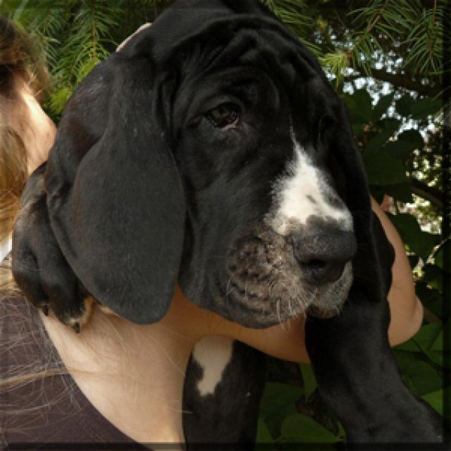 Deutsche-doggen-Hündin - Rassehunde Dogge - klingelbach