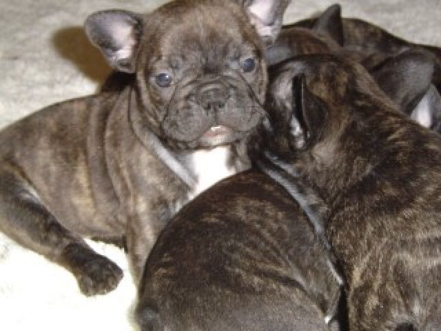 Französisch Bulldog Welpen - Rassehunde Franzoesische Bulldogge - Wutike