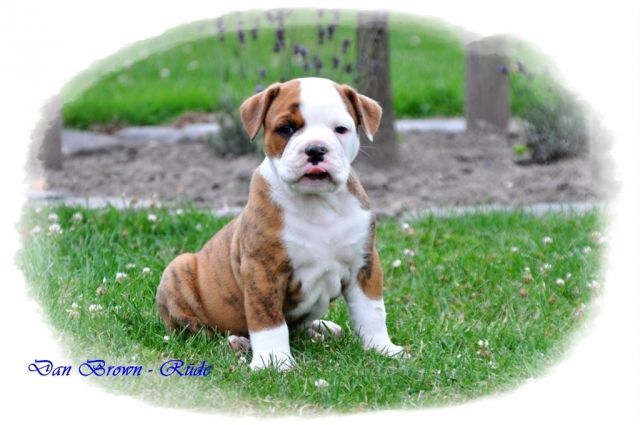 Traumhafte Olde English Bulldog Welpen - Rassehunde Bulldog - Nottuln