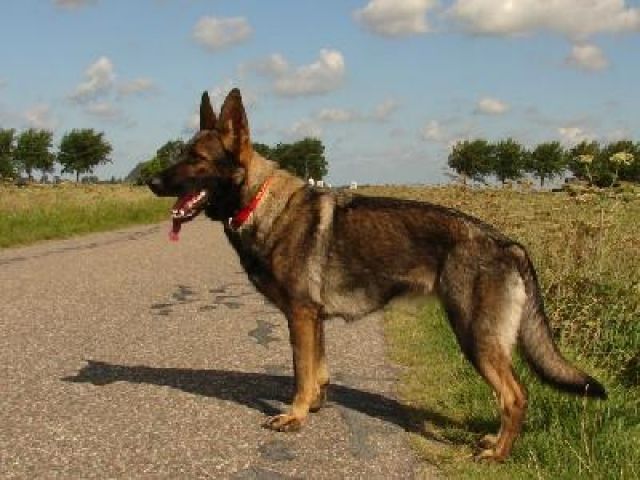 Deutsche Schäferhunde  du Domaine de Ch des  FCI - Rassehunde Schaeferhund - Malmedy/Belgien