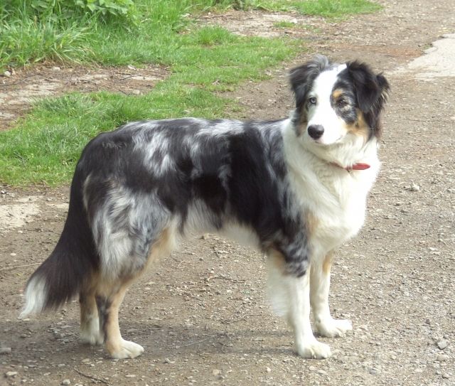 Suche Australian Shepherd Deckrüde  - Rassehunde Australian Shepherd - Hattingen 
