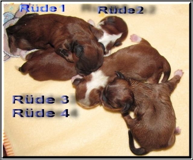 Puppige Shih Tzus - Rassehunde Shih Tzu - feldatal