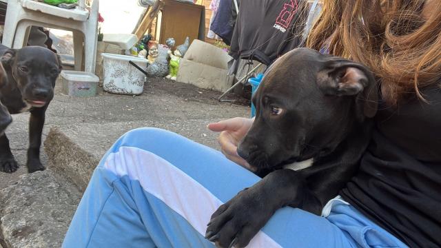 Amstaff welpen Pit Bull - Rassehunde Pit Bull - Altenkirchen