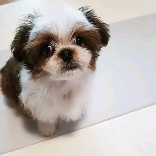 Schön kleinen Shih Tzu Welpen - Rassehunde Shih Tzu - Hamburg