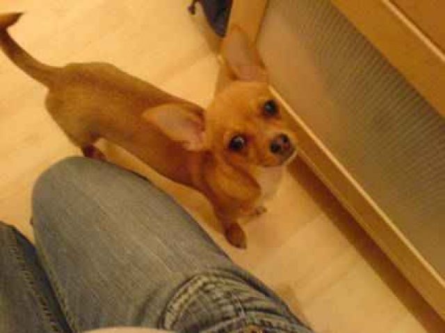 Kurzhaar Chihuahua weibchen - Rassehunde Chihuahua - Chemnitz