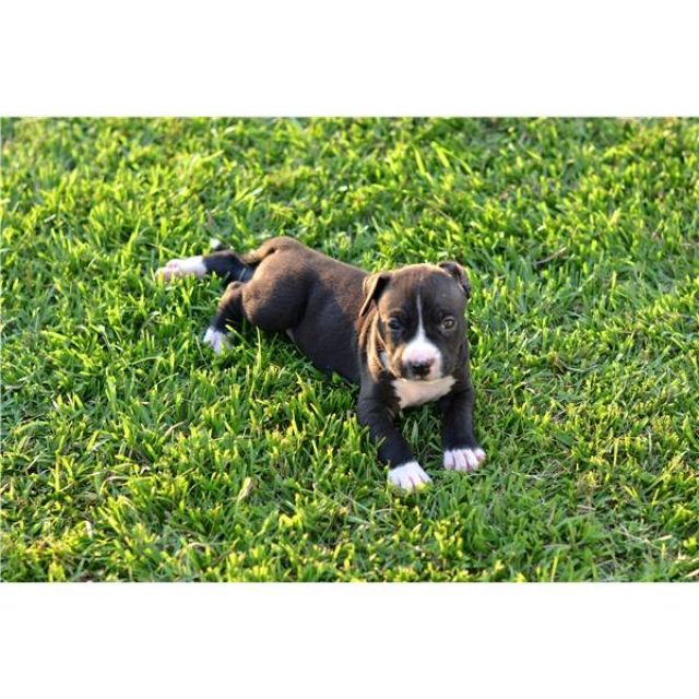 American Staffordshire Terrier !!!  - Rassehunde Pit Bull - Kaiserslautern