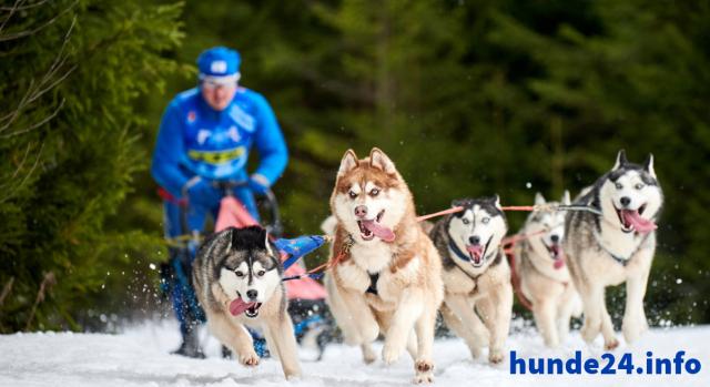 Schlittenhundehaftplficht – Abgesichert in hohen Schnee - Hunde Zubehoer - Berlin