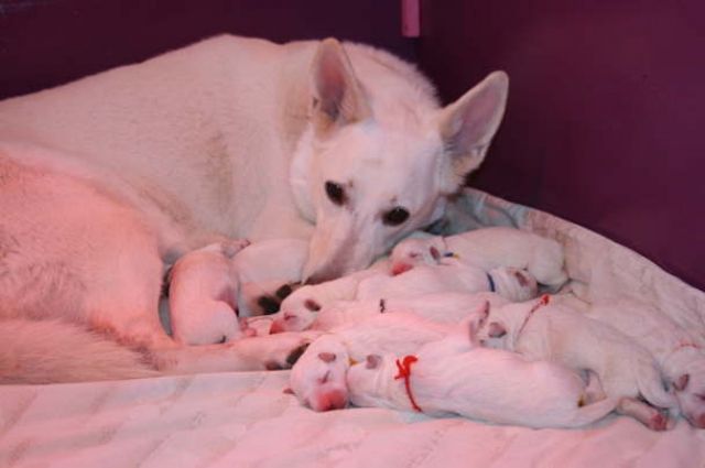 Unsere Welpen sind Da!!!!!!!!!! - Rassehunde Weisser Schweizer Schaeferhund - Ascheberg