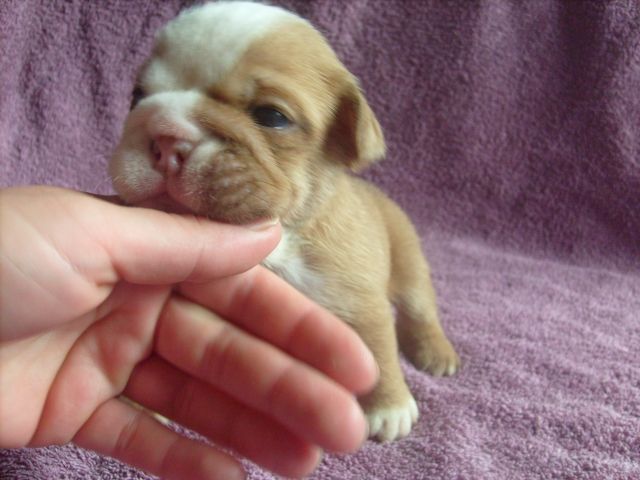 Englische Bulldoggen Welpen - Rassehunde Bulldog - Golzow