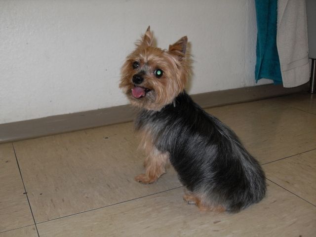 Hundemodelle gesucht - Hunde Zubehoer - Berlin